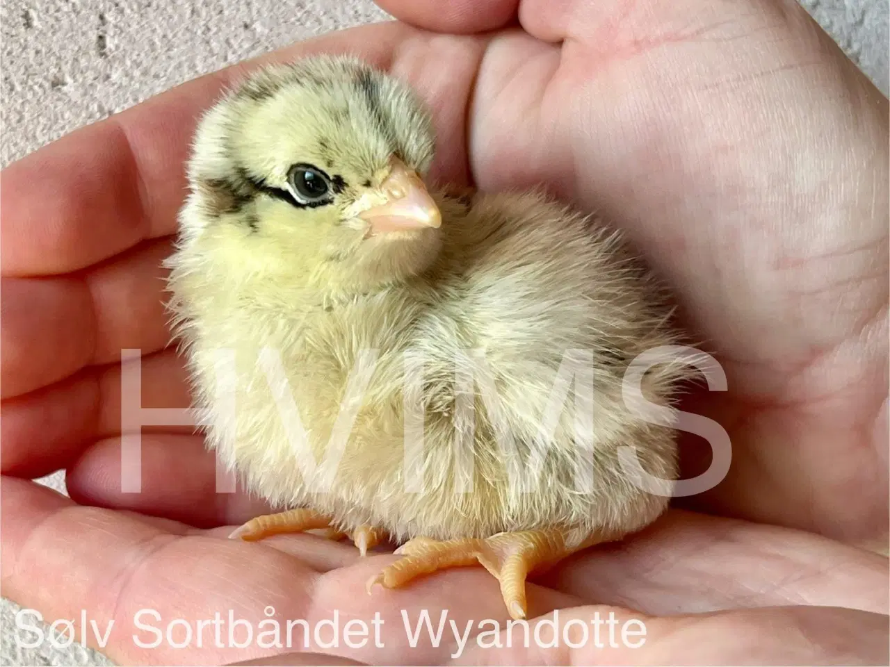 Billede 3 - DAGGAMLE kyllinger