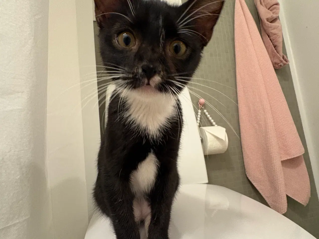 Billede 1 - Han killing med alt udstyr