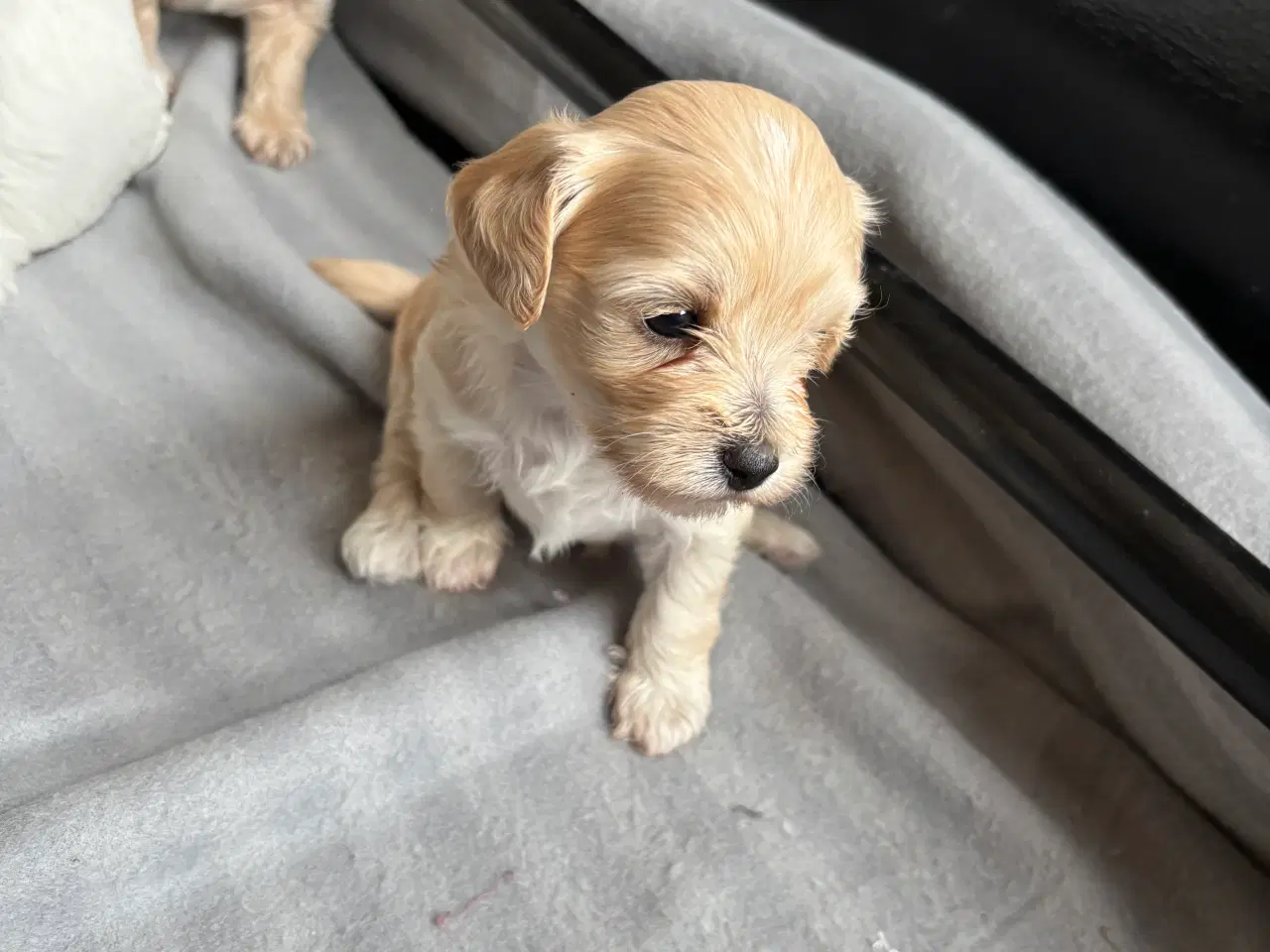 Billede 9 - Skønneste hundehvalpe, Bichonpoo/Doodle 
