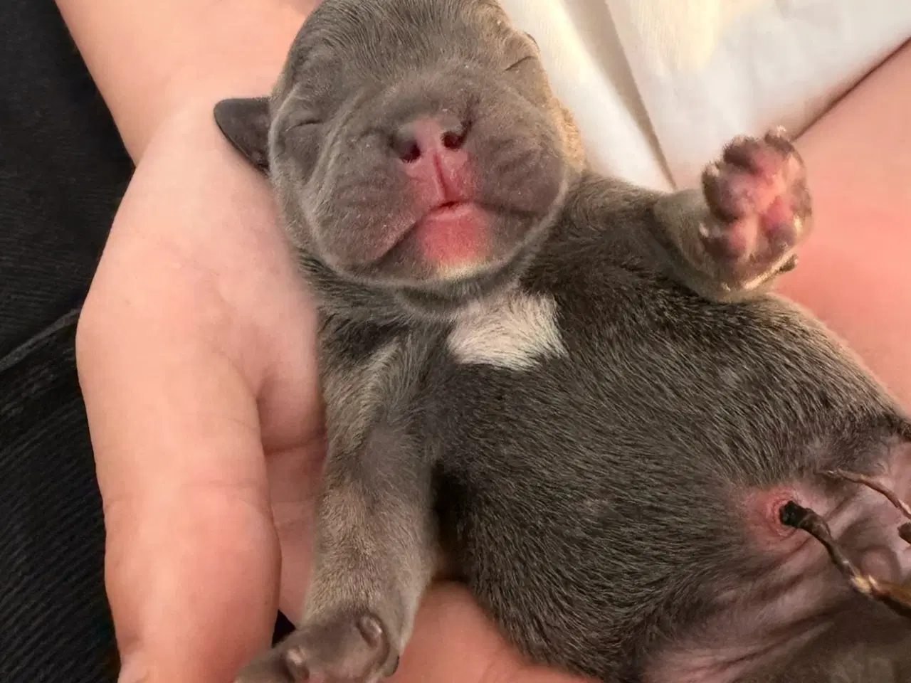 Billede 2 - Fransk bulldog hvalpe 🐶