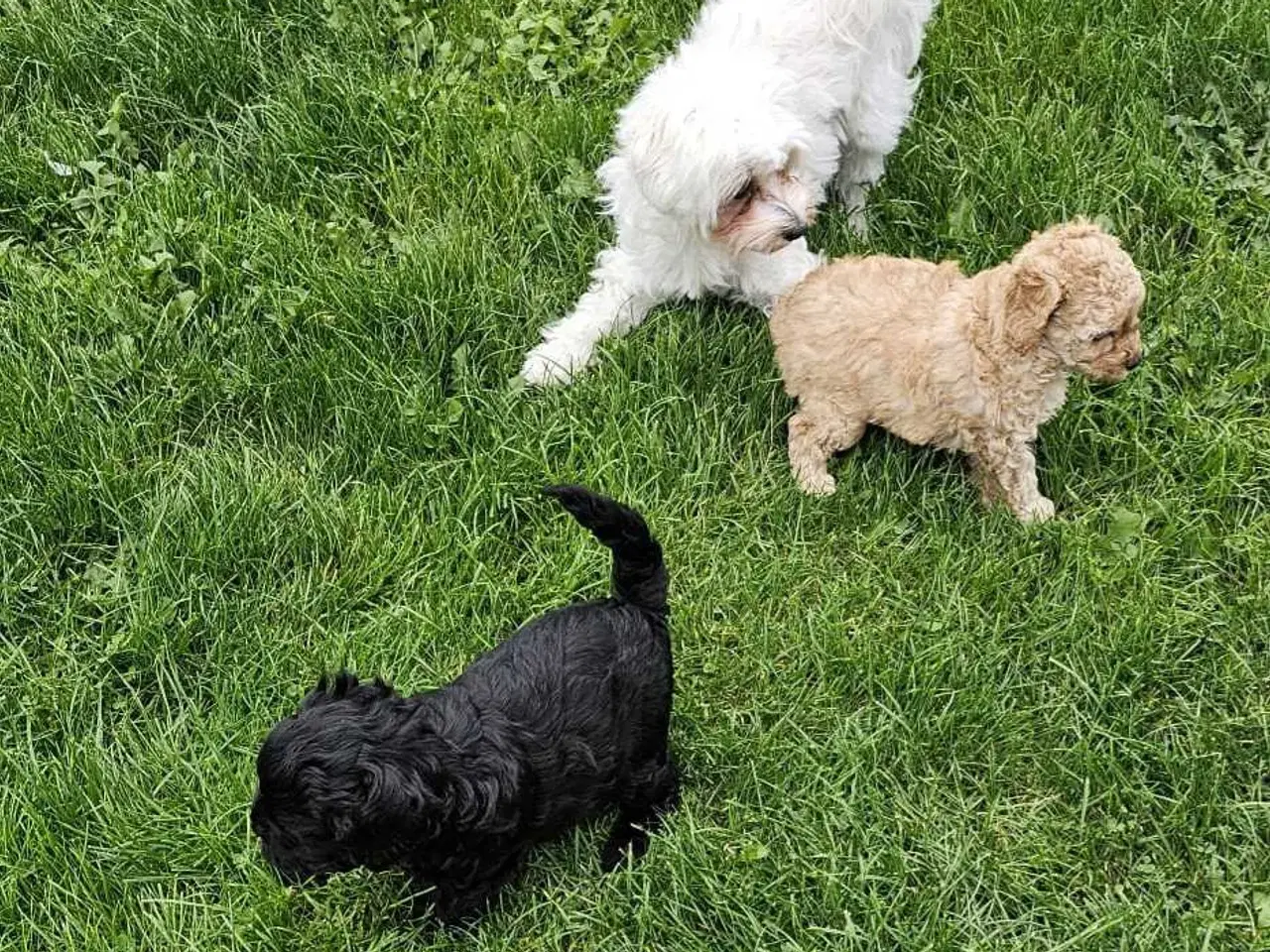Billede 4 - Cavapoo f1b 