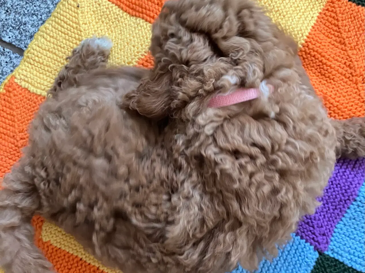 Billede 8 - Mellem labradoodle hvalpe Multigen