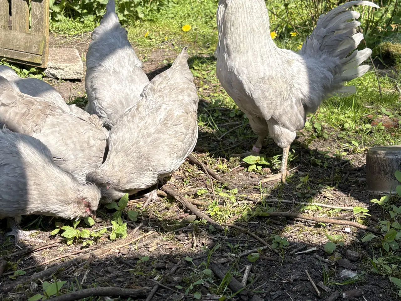 Billede 3 - Høns flotte racehøns 
