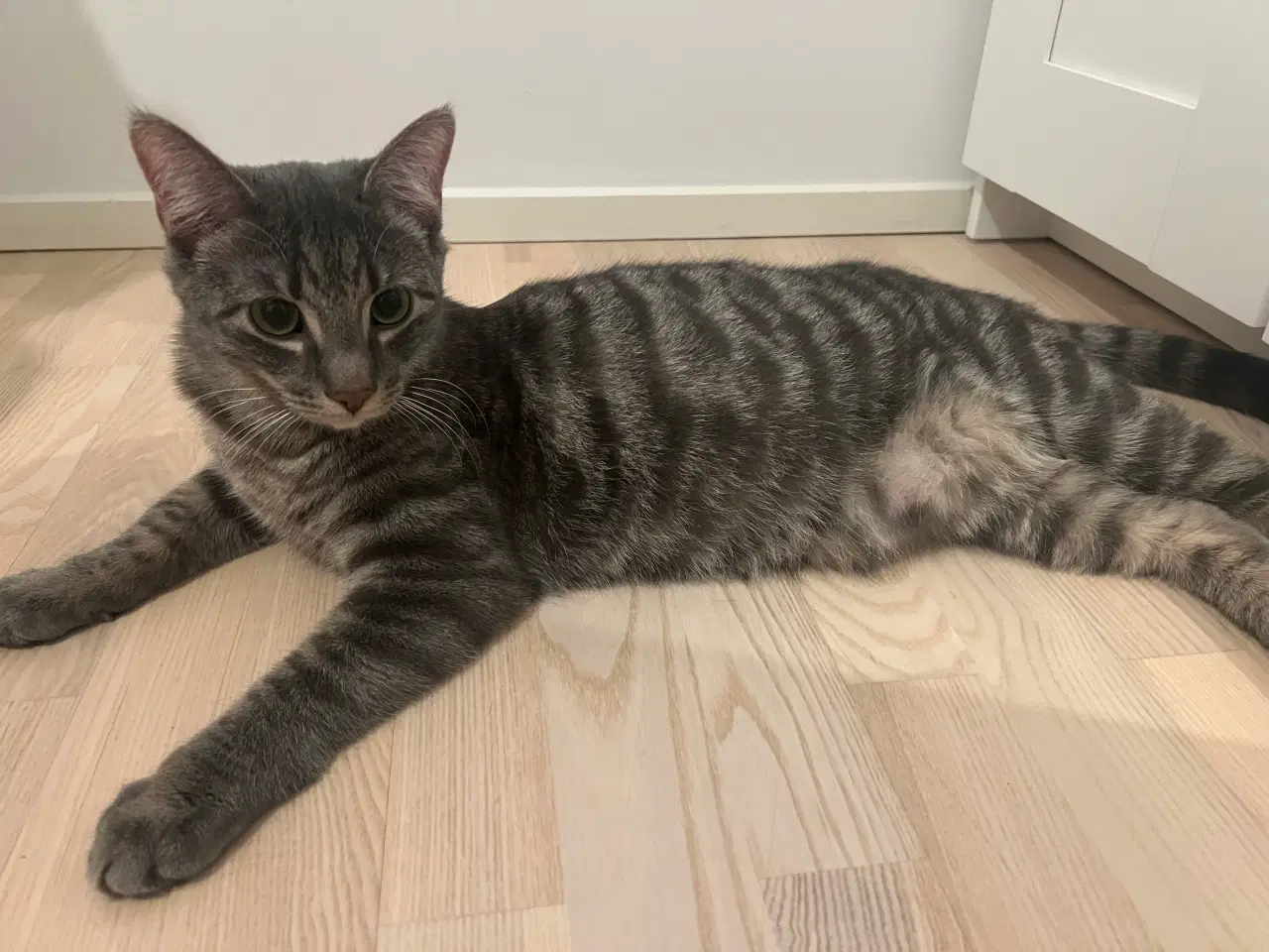Billede 2 - Kastreret hankat på 8 måneder søger nyt hjem