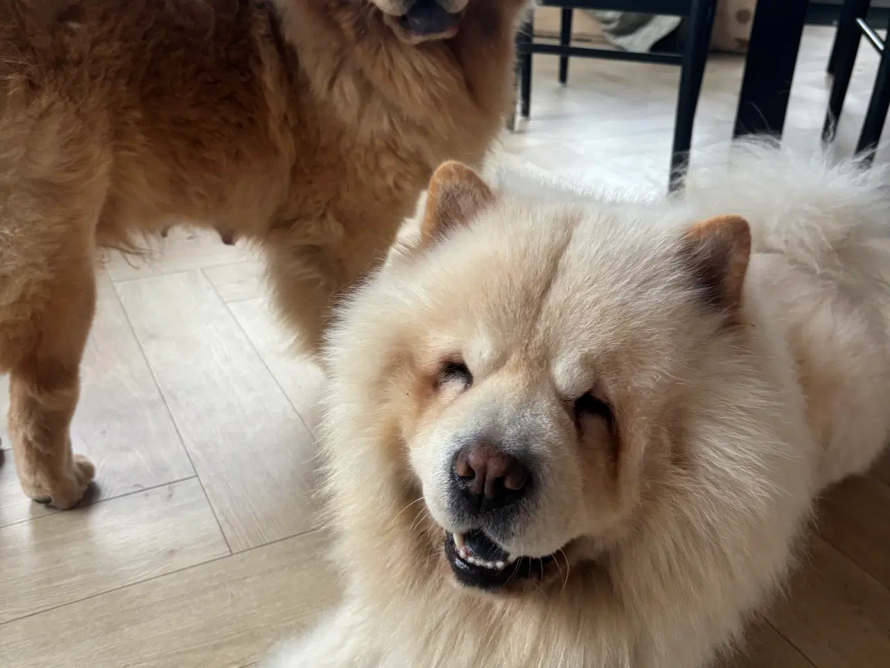 Billede 5 - Chow Chow Hvalpe
