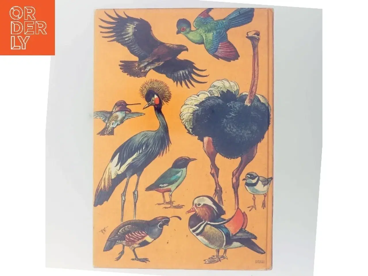 Billede 3 - Alverdens fugle (Bog)