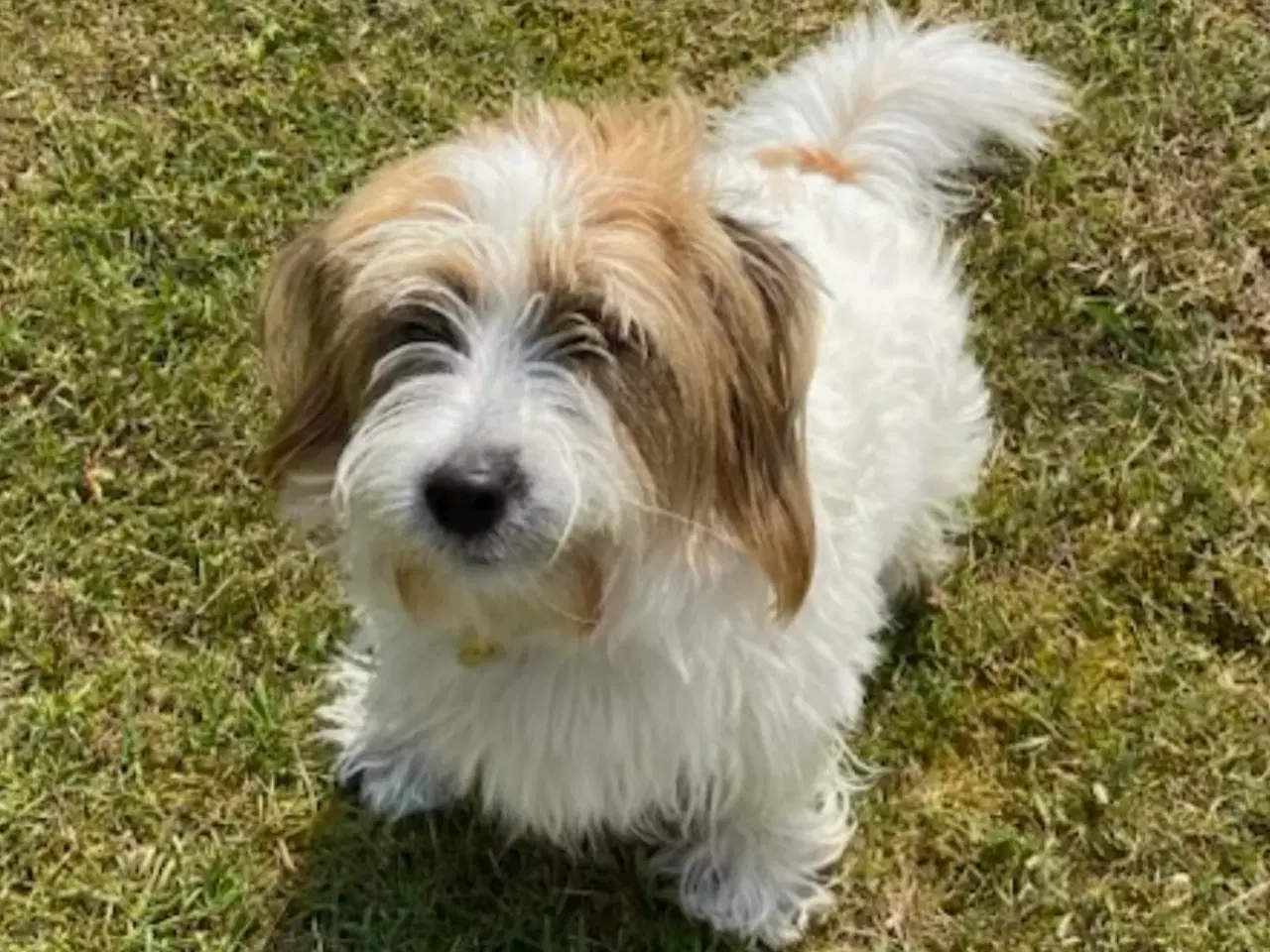 Billede 12 - Jack Russel-Bichon Havanais hvalpe