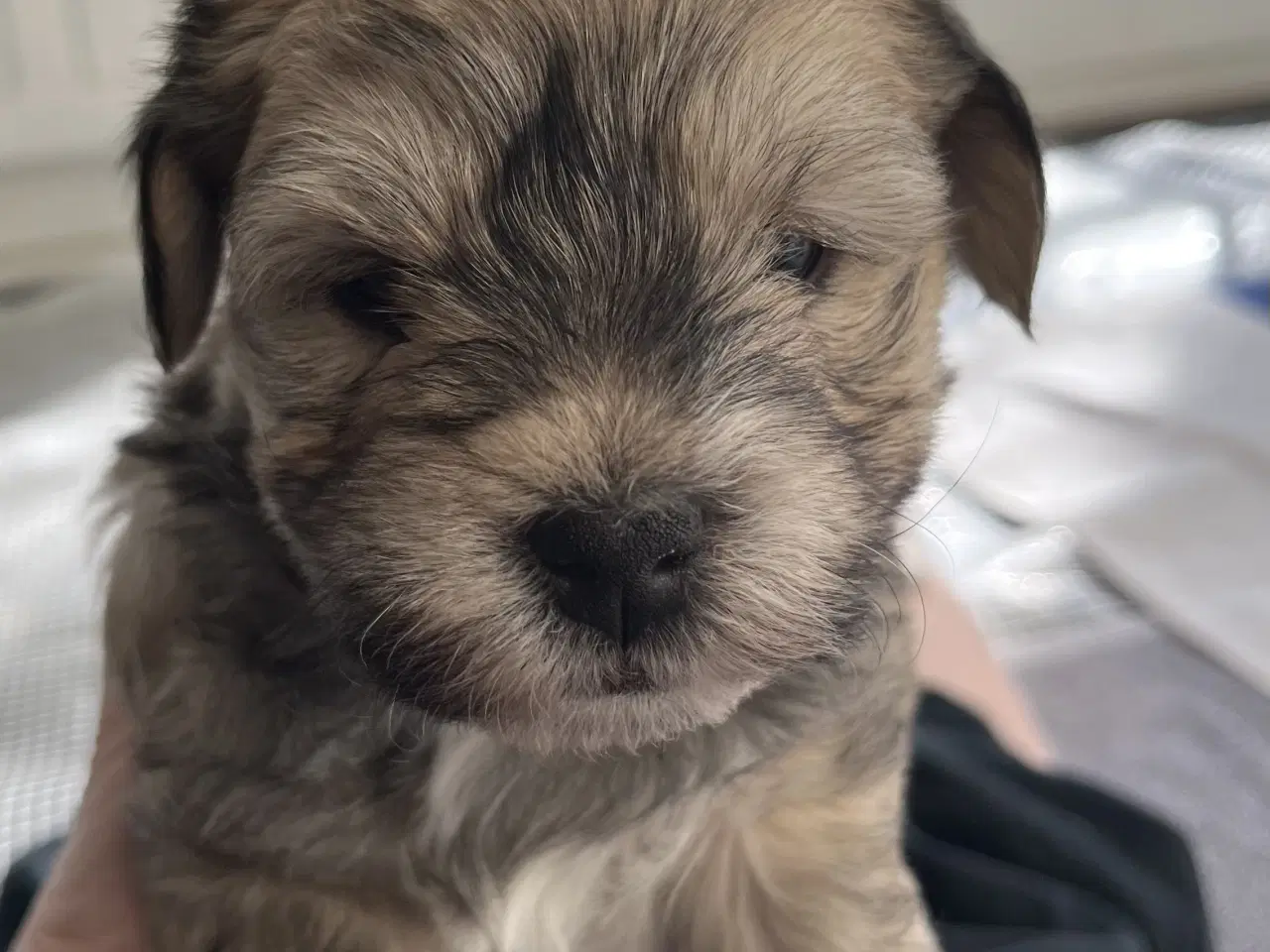 Billede 2 - Bichon havanais hvalpe