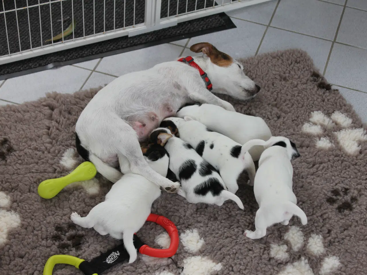Billede 15 - Jack Russel Hvalpe