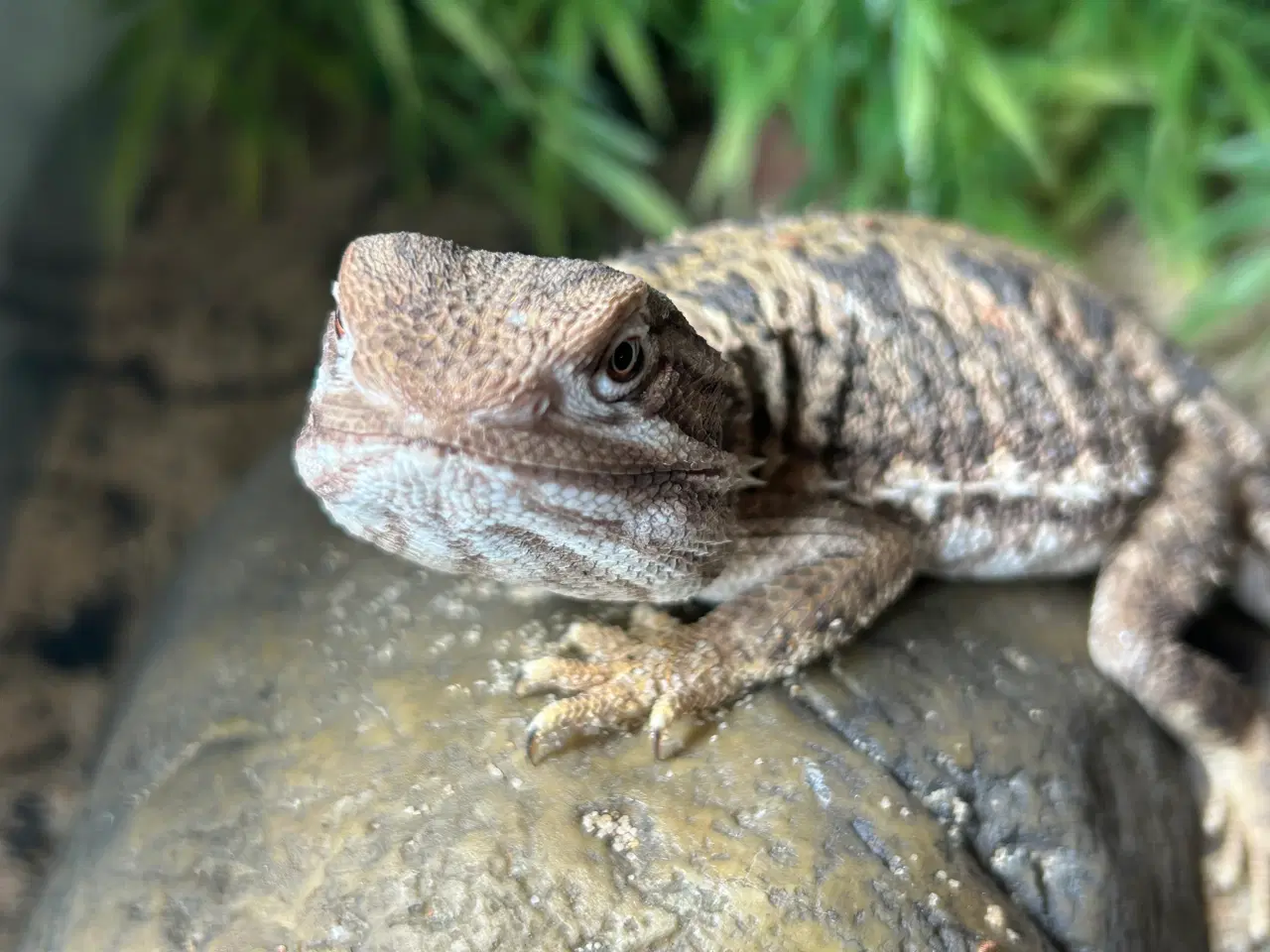 Billede 2 - Dværg skægagame med terrarium og tilbehør