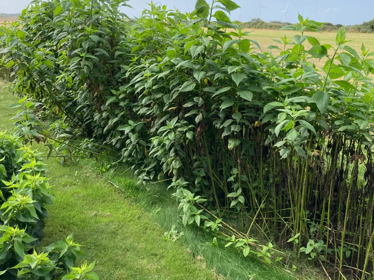 Billede 15 - Jordskokker 6 sorter alle vinterhårdfør