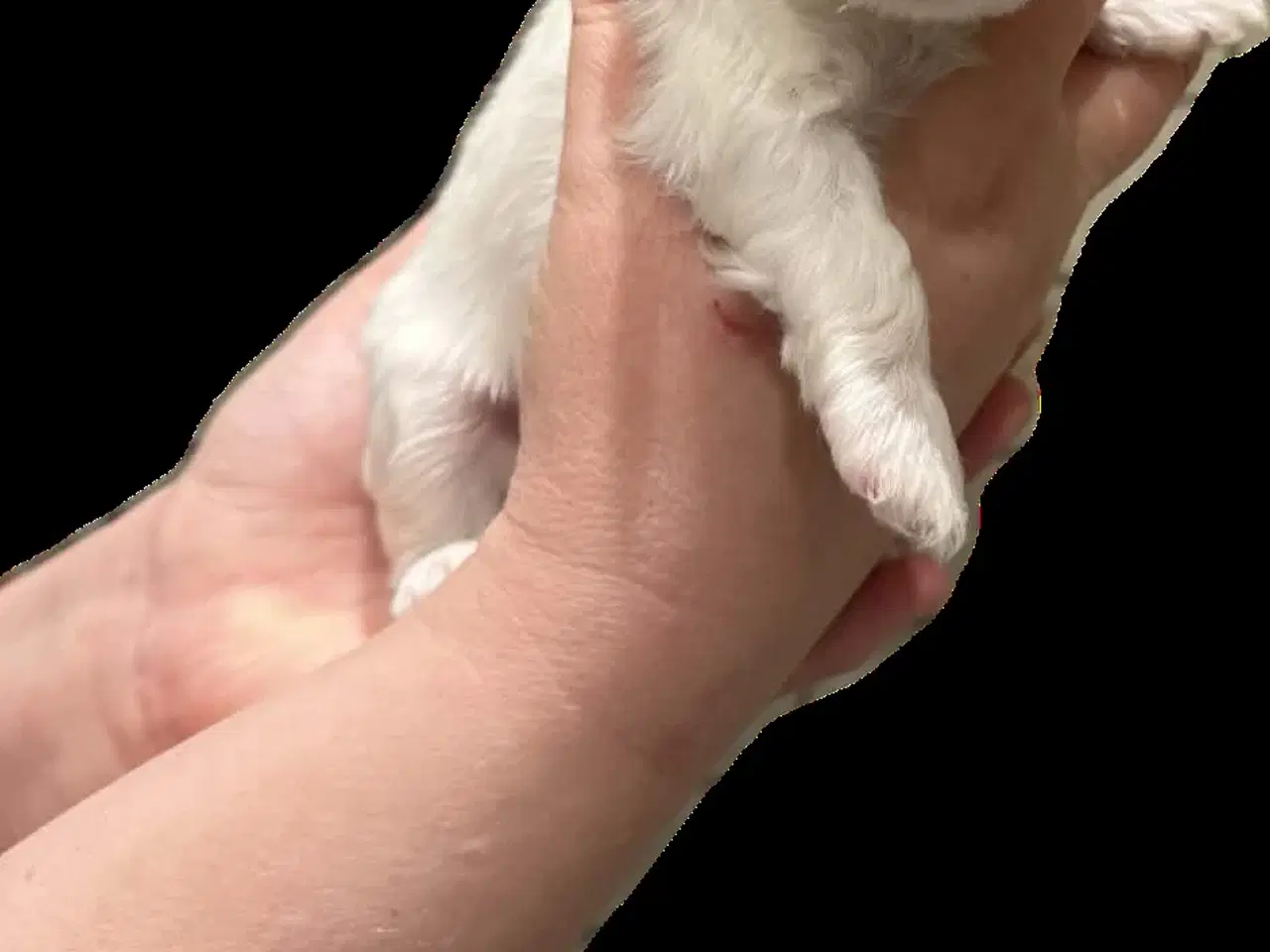 Billede 2 - Bichon Havanais/Coton De Tulear