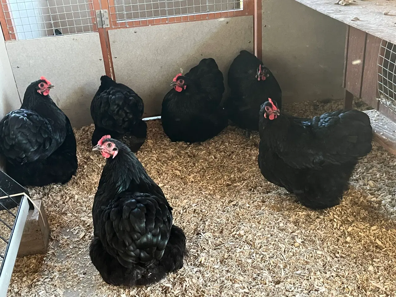 Billede 1 - Dværghøns 