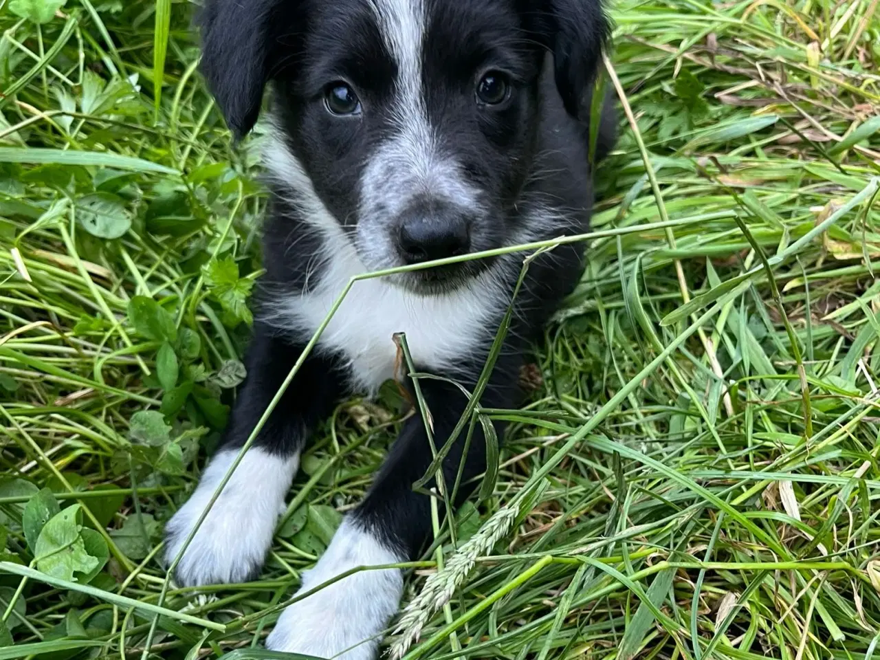 Billede 4 - Border Collie hvalpe