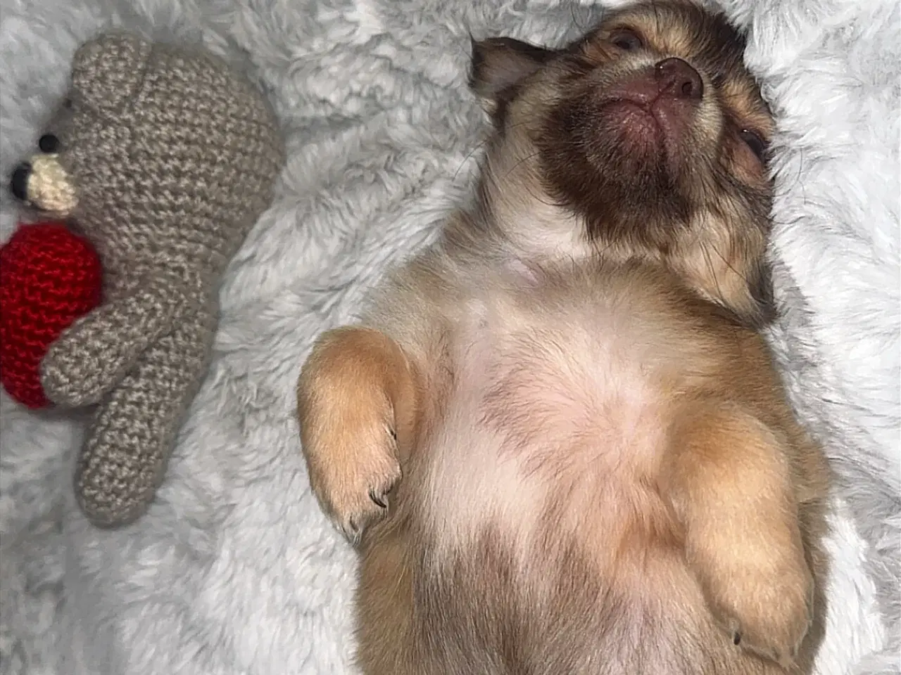 Billede 3 - lille pomchi sælges 