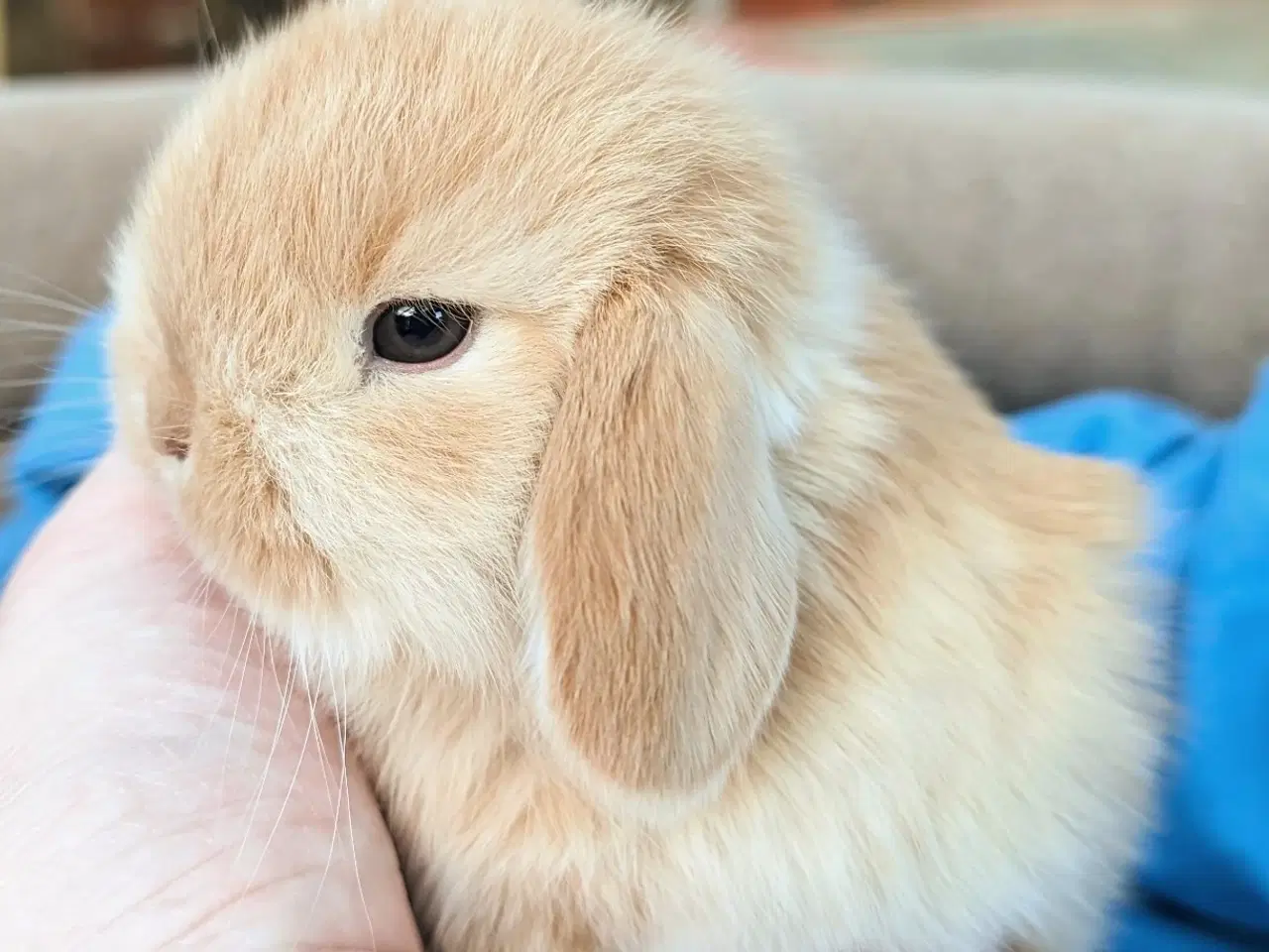 Billede 6 - Minilop kaninunge 