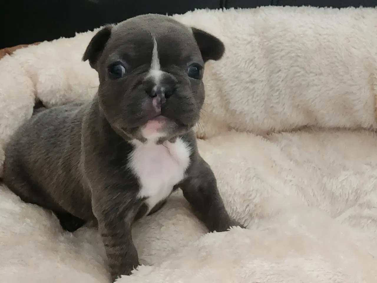 Billede 12 - Fransk bulldog hvalpe