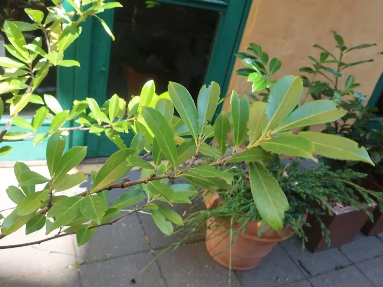 Billede 3 - Plante