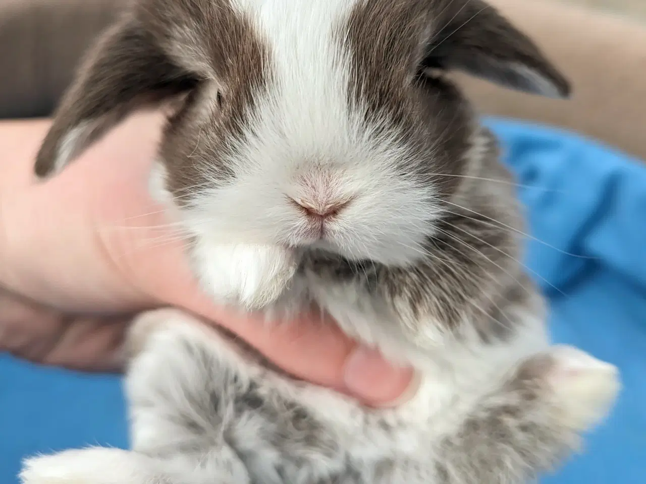 Billede 7 - Minilop kaninunge sælges