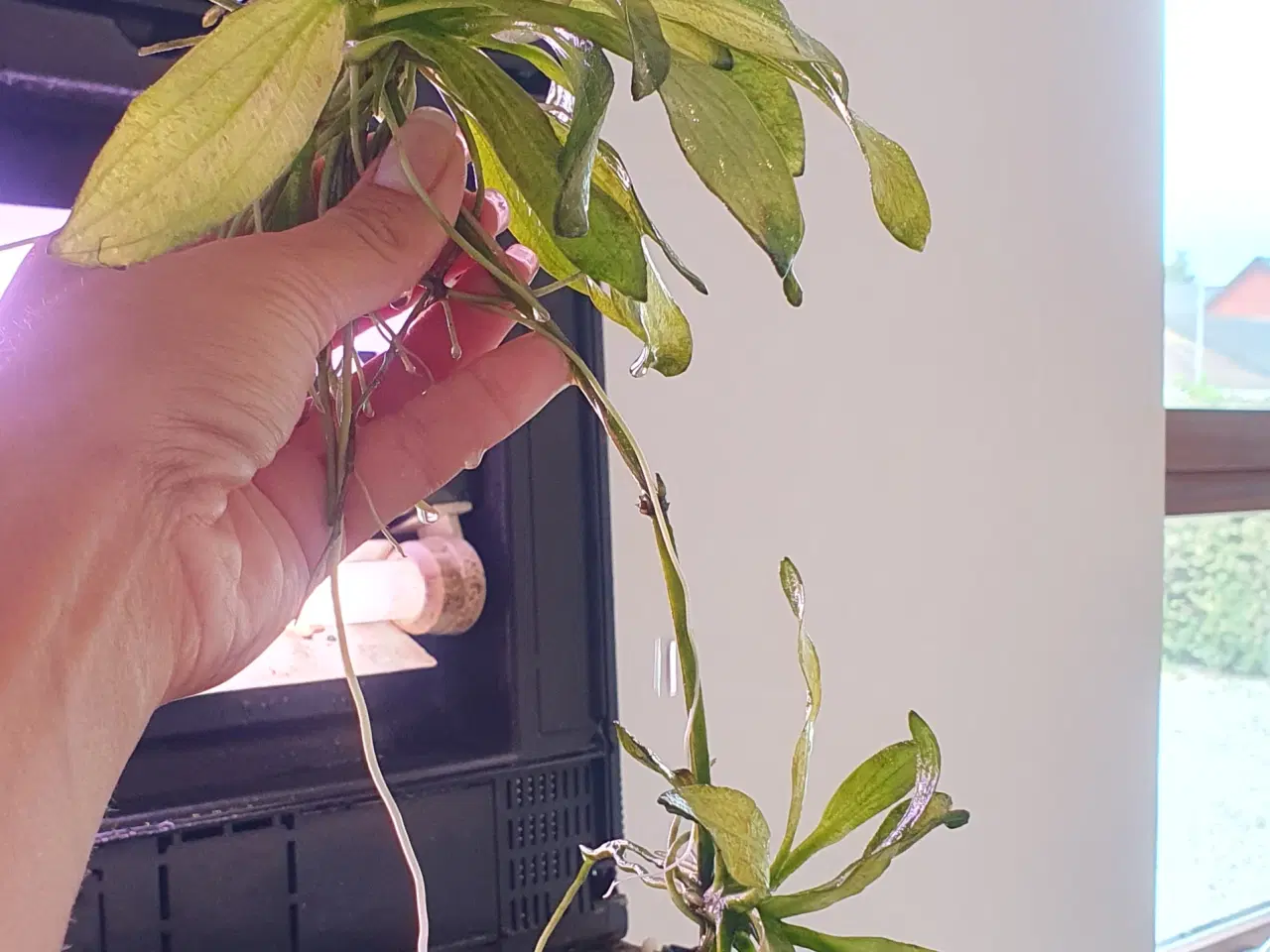 Billede 2 - Planter/akvarieplanter 