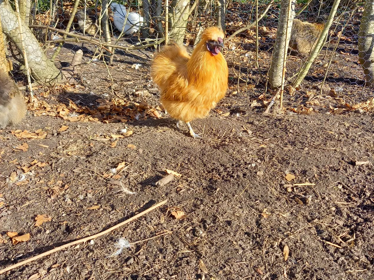 Billede 5 - 1,4 gule dværg silkehøns 