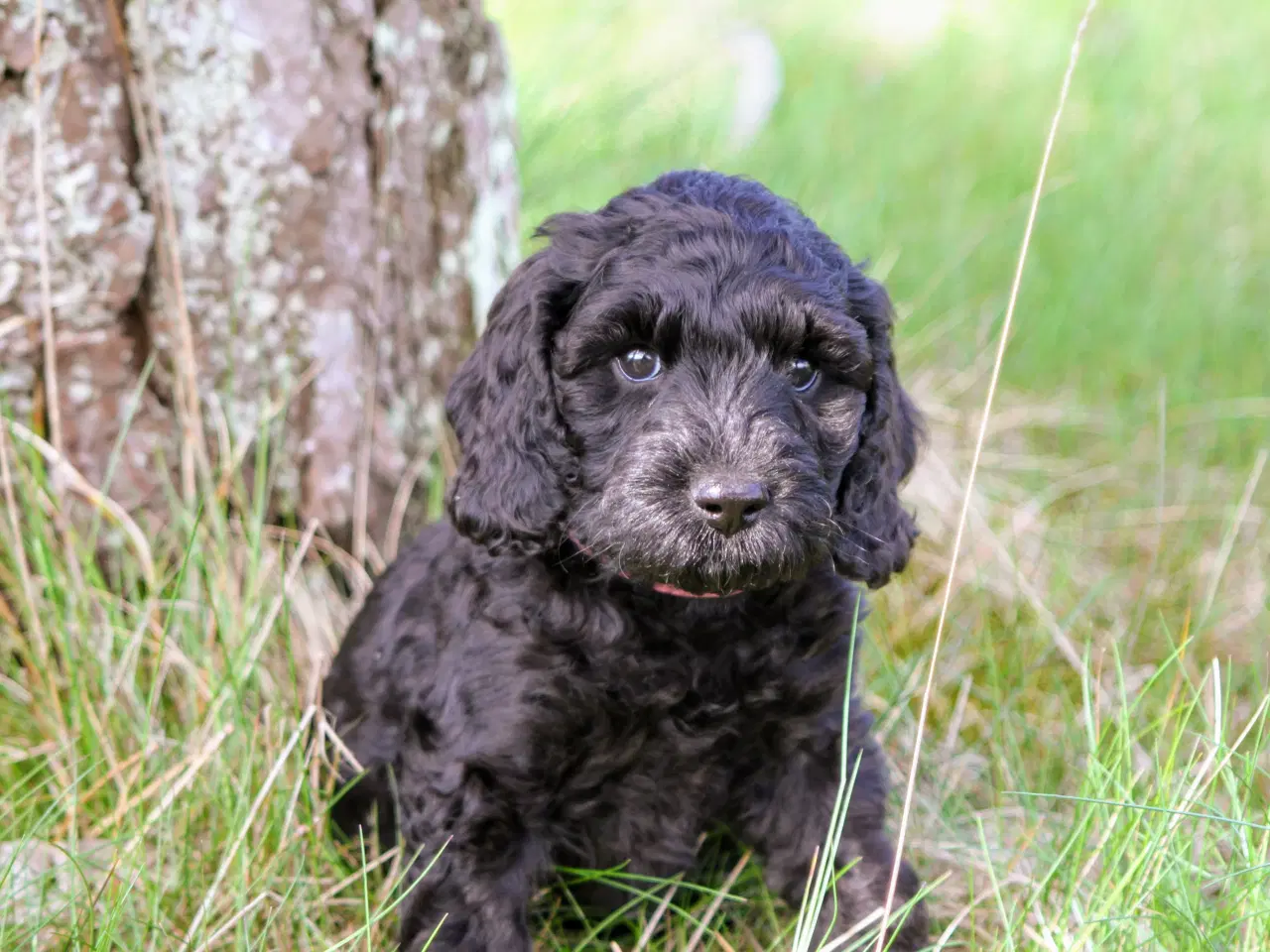 Billede 6 - cockerdoodle, cockerpoo, doodle