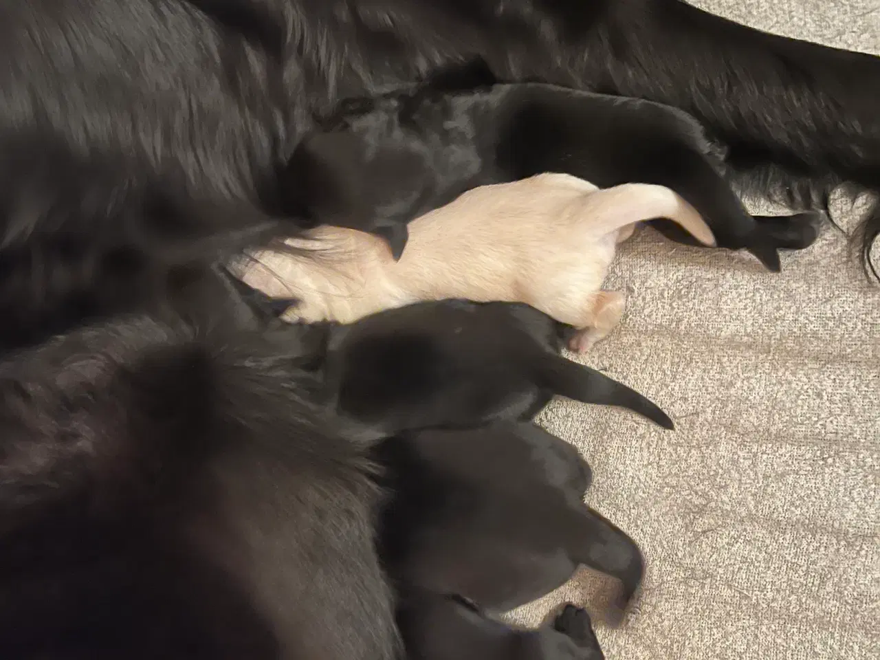 Billede 4 - Super søde familiehunde