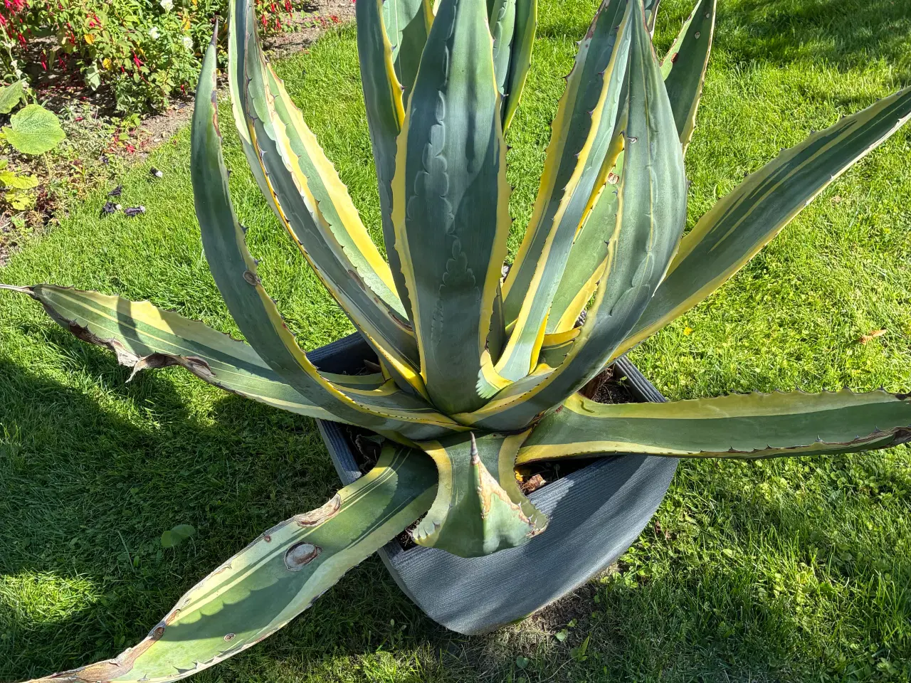 Billede 2 - Agave