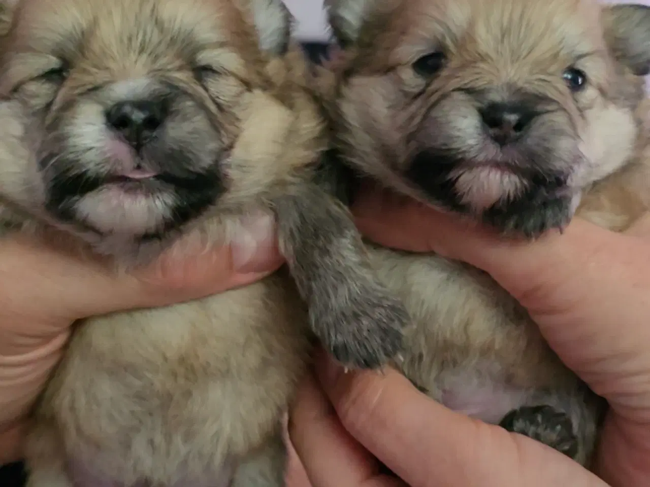 Billede 13 - Pomeranian hvalpe , 4 søde drenge. 