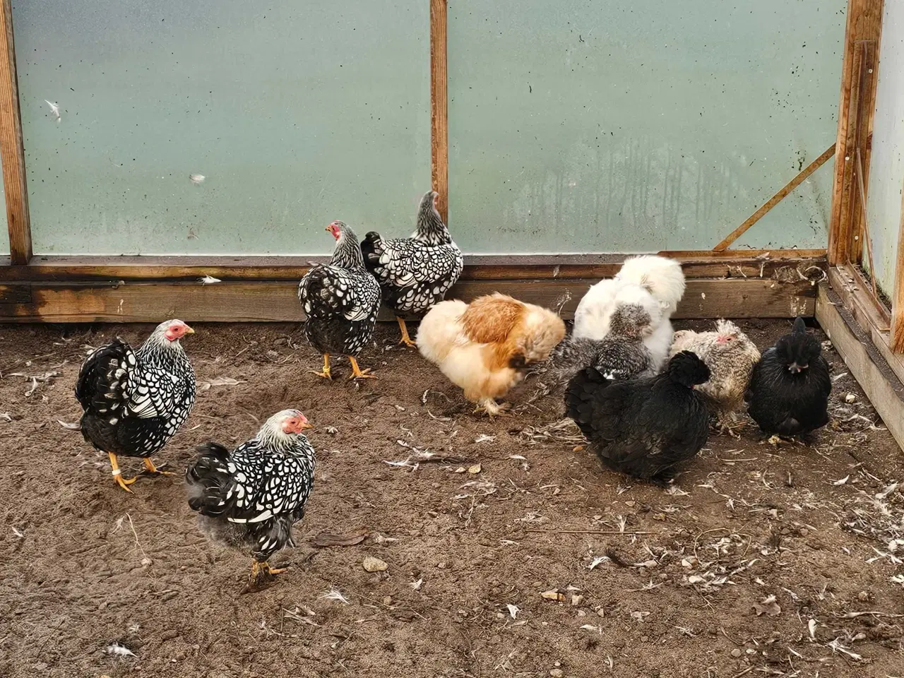 Billede 1 - 10 stk. høns bl.a. Wyandotter og Silkehøns