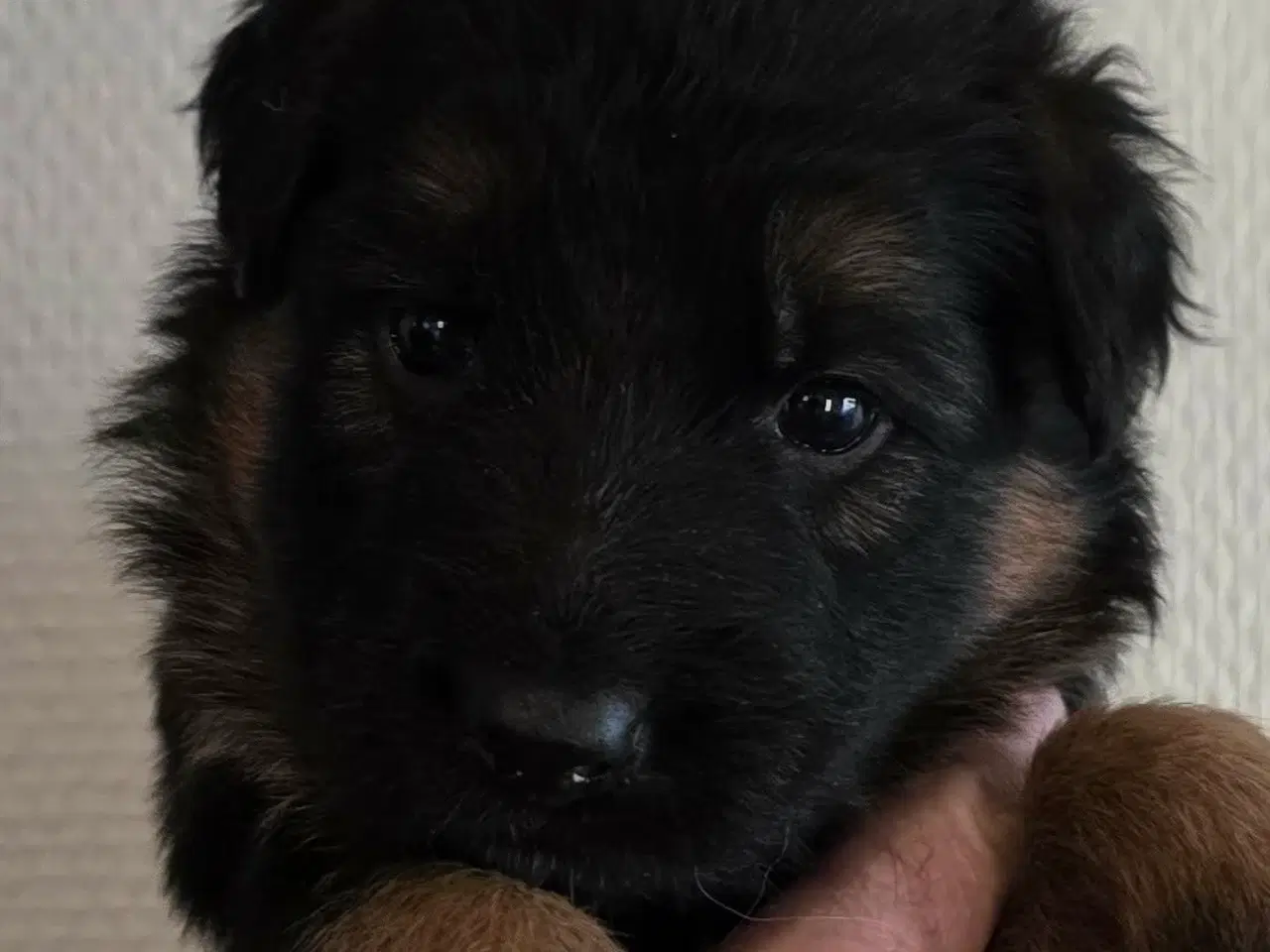 Billede 4 - Top Schæfer hvalp 