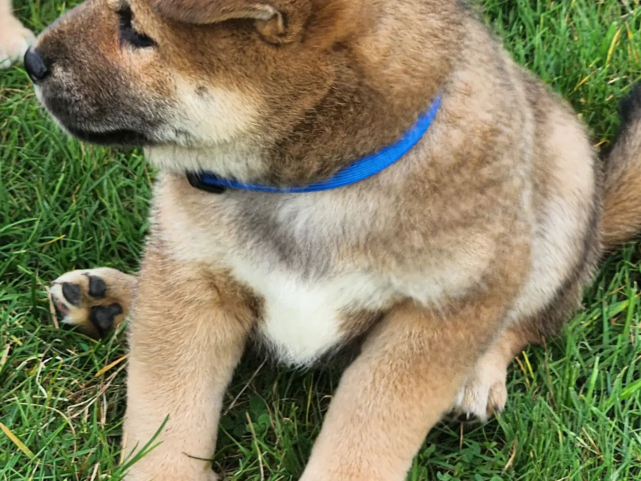 Billede 11 - Shiba inu hvalpe