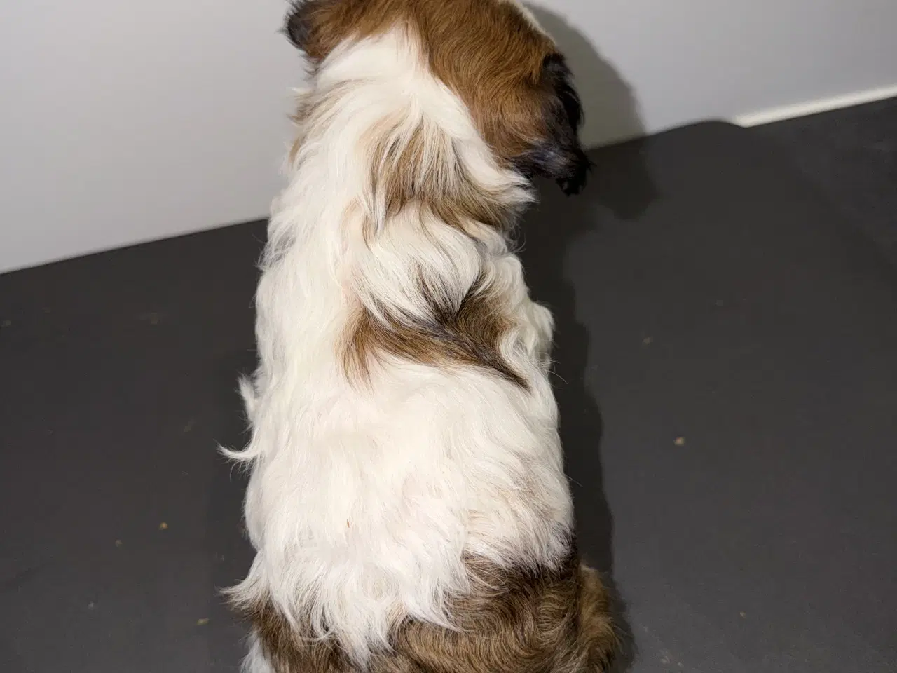 Billede 3 - Chinese crested/Kinesisk hårløs, allergivenlige