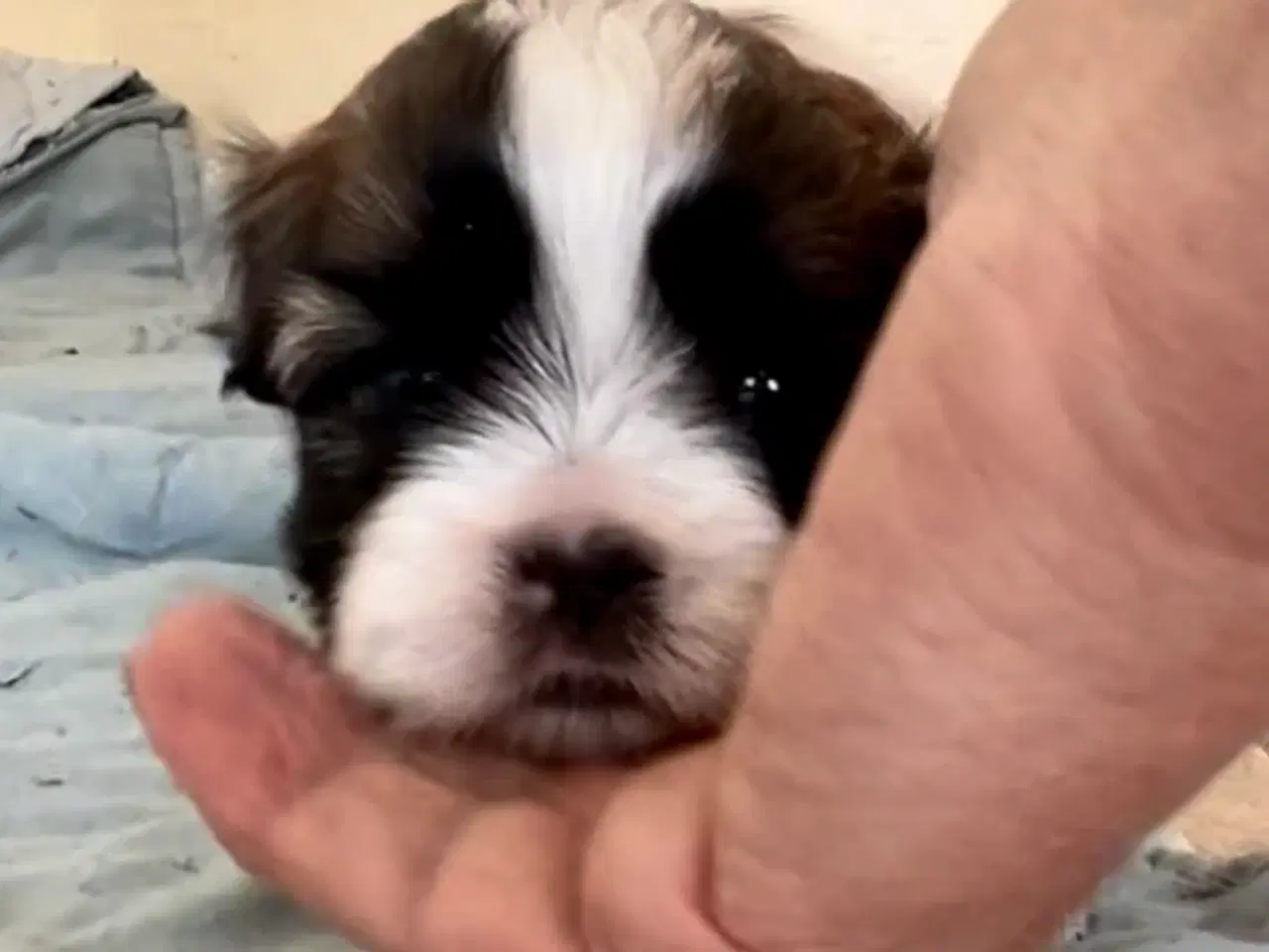Billede 9 - Allergivenlig Shih Tzu hvalpe
