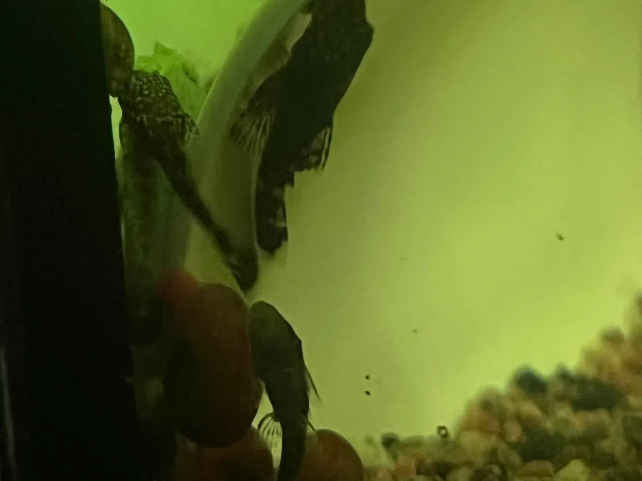 Billede 4 - Suge malle unger 