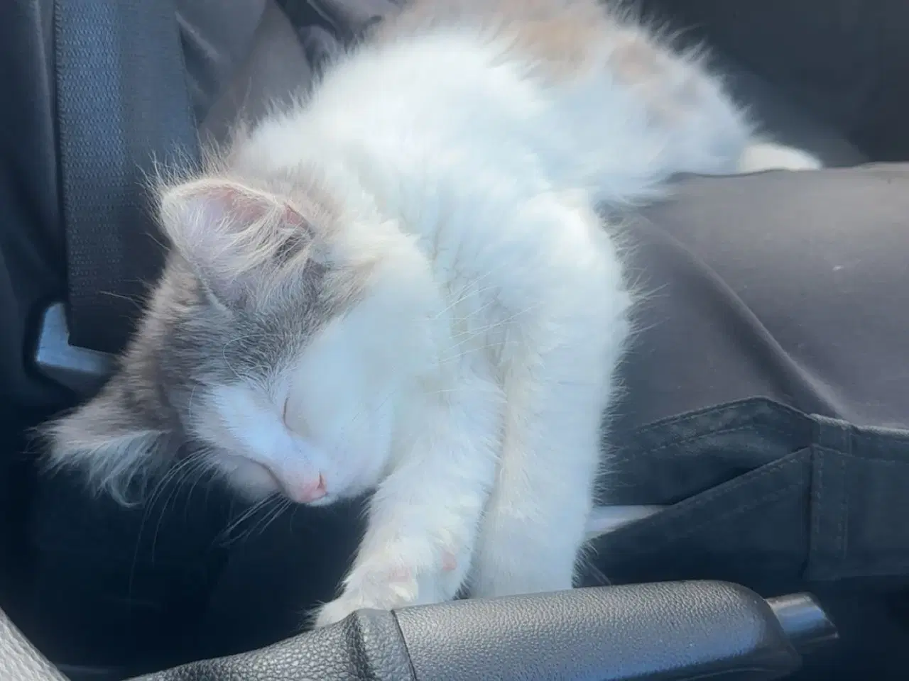 Billede 3 - Maine coon 