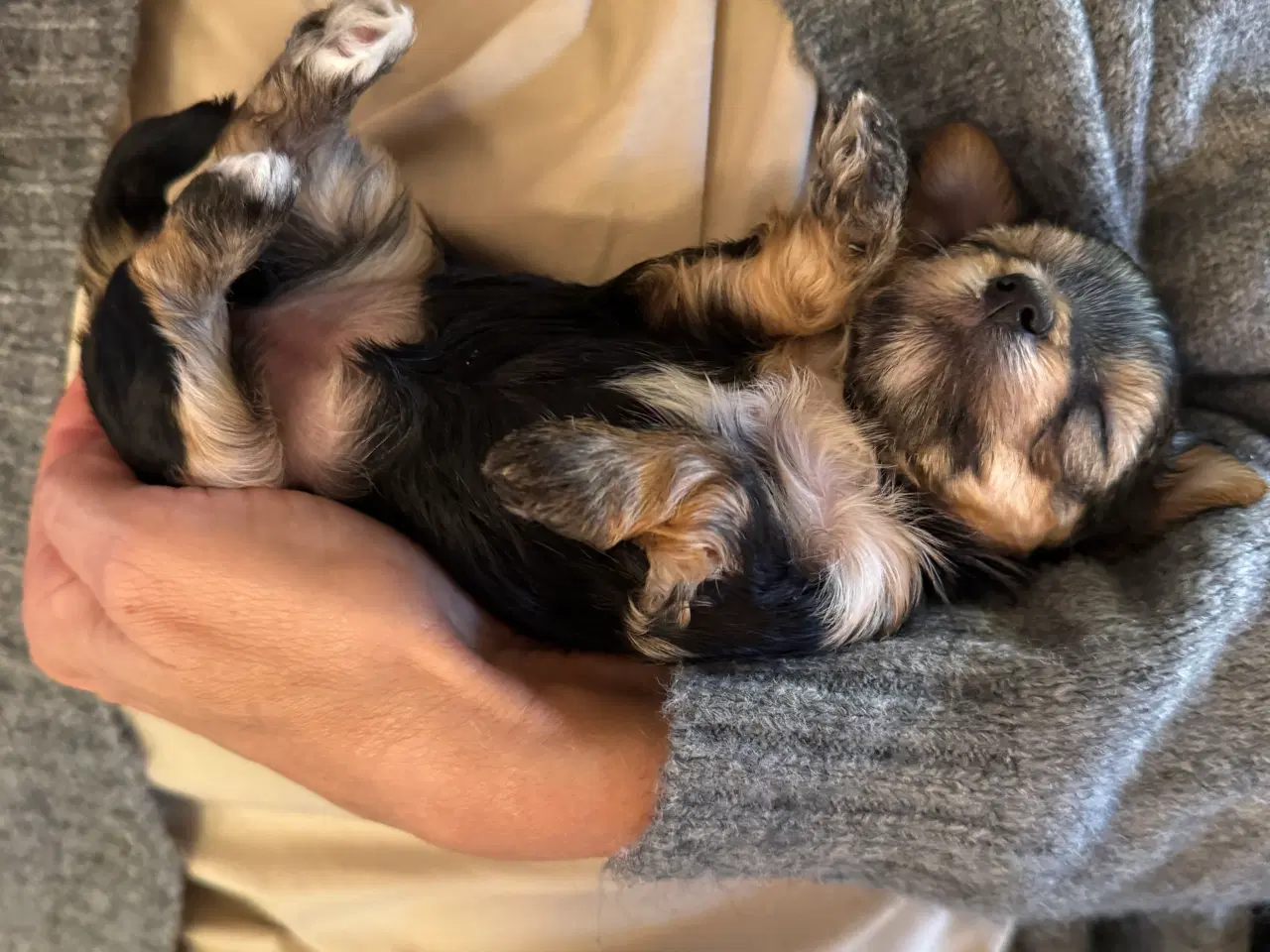 Billede 6 - Yorkshire Terrier Hvalpe