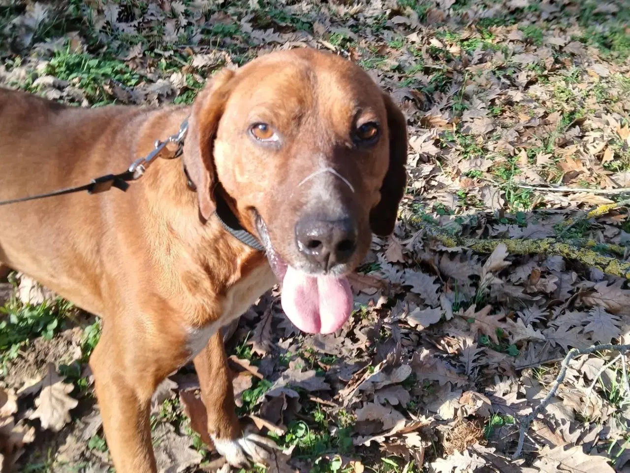 Billede 4 - Skønne Wapi leder efter sin 4-ever familie 🏡🥰