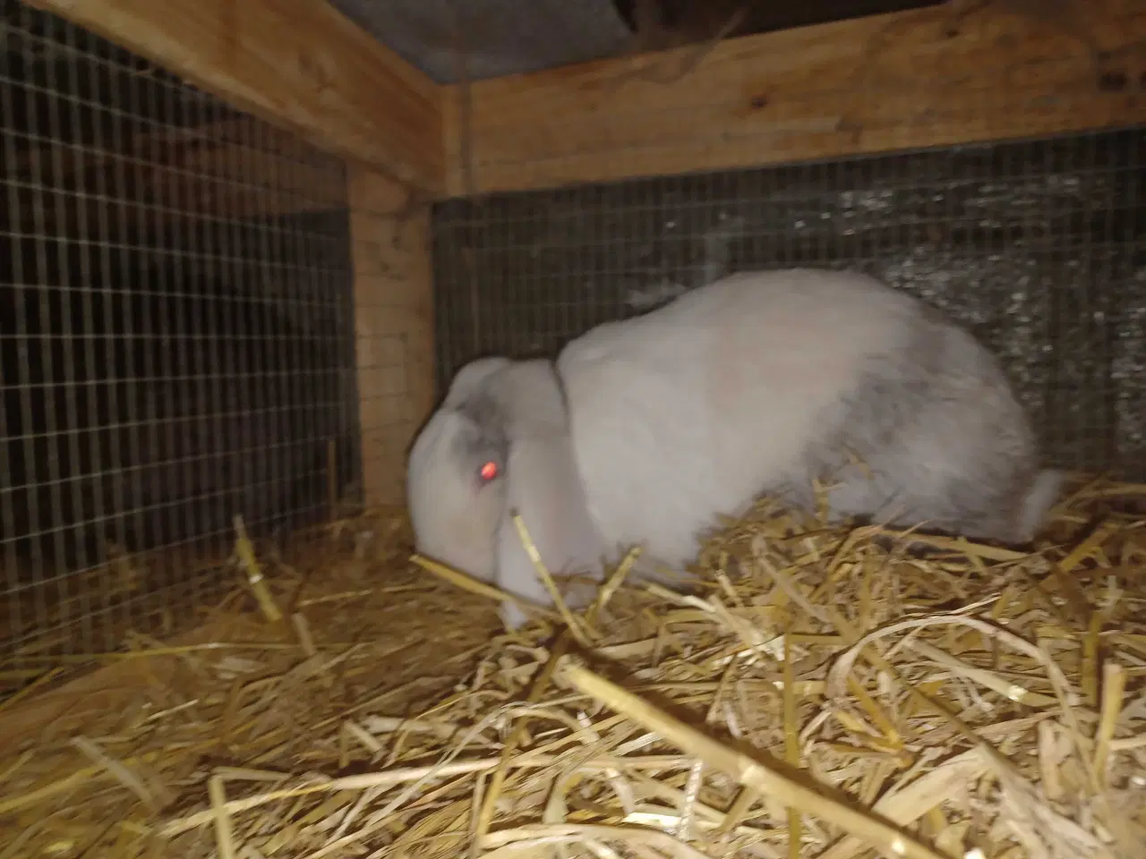 Billede 2 - Fransk vædder han 