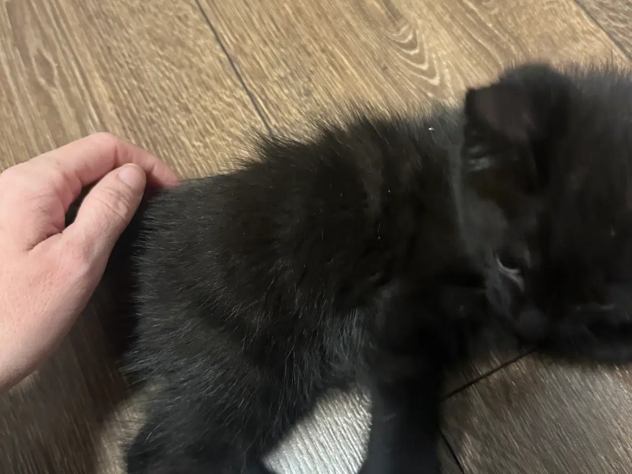 Billede 2 - Norsk skovkat killinger