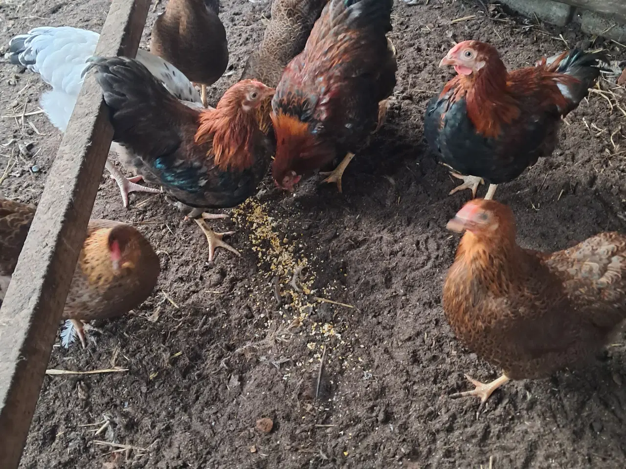Billede 1 - Agerhøne farvet dværg wyandotter 