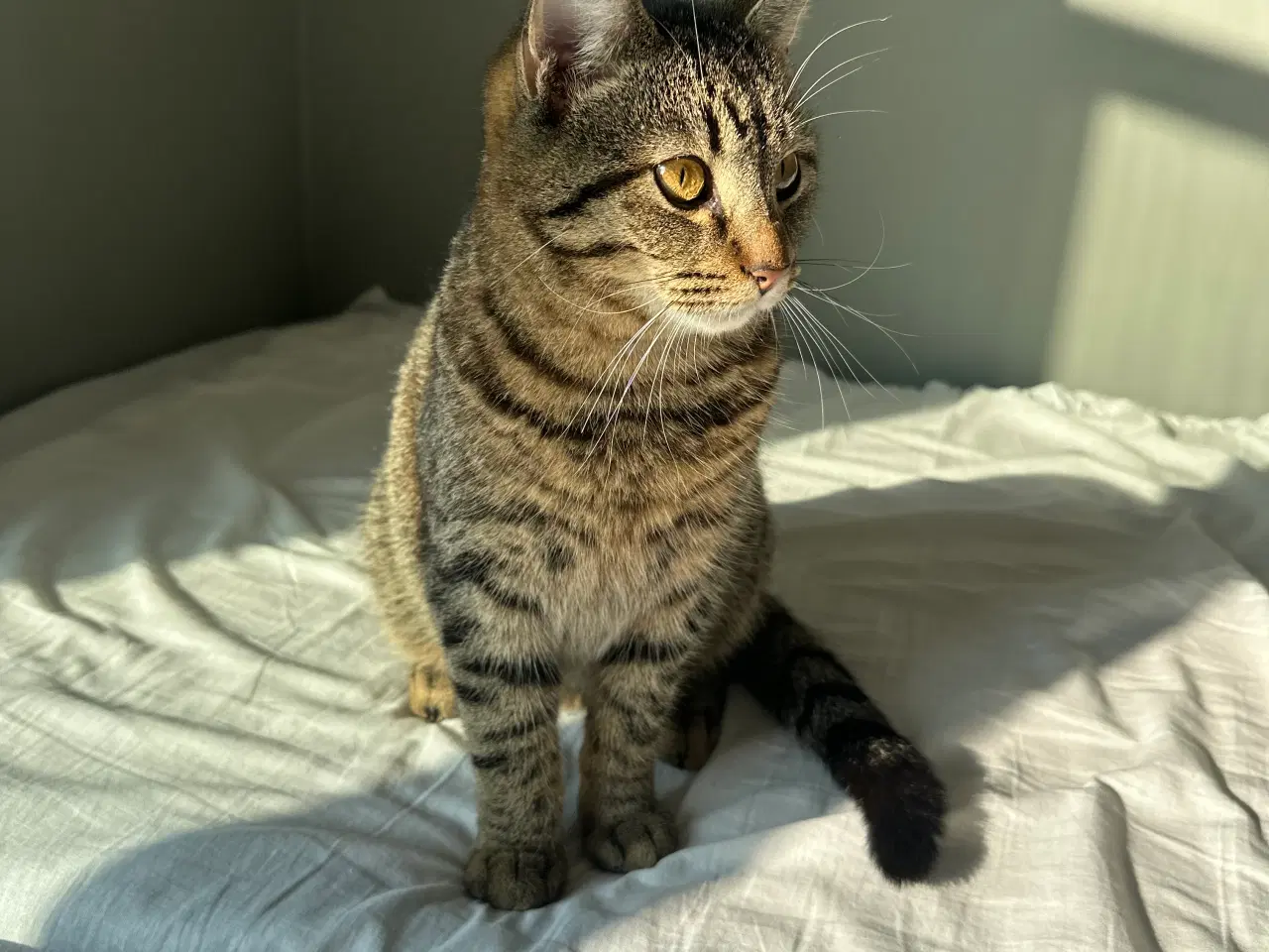 Billede 3 - Alvin søger et kærligt hjem 