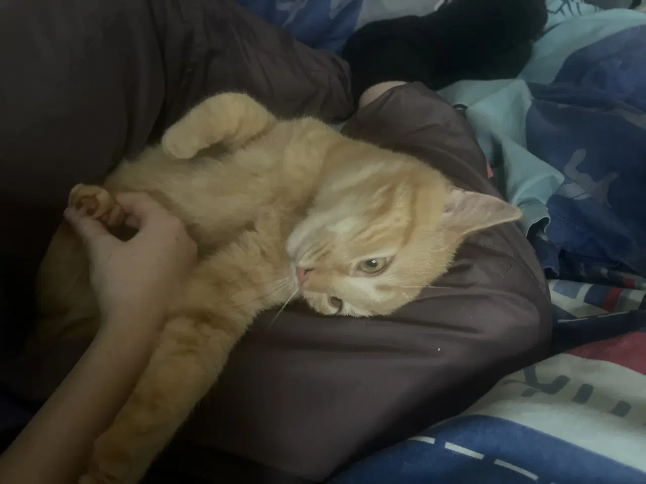 Billede 1 - 2 kuld , Indendørskillinger-afdrag muligt