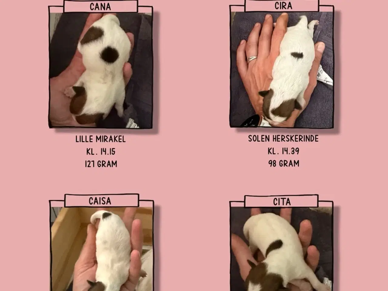 Billede 3 - Jack Russel Terrier Hvalpe Med Stamtavle