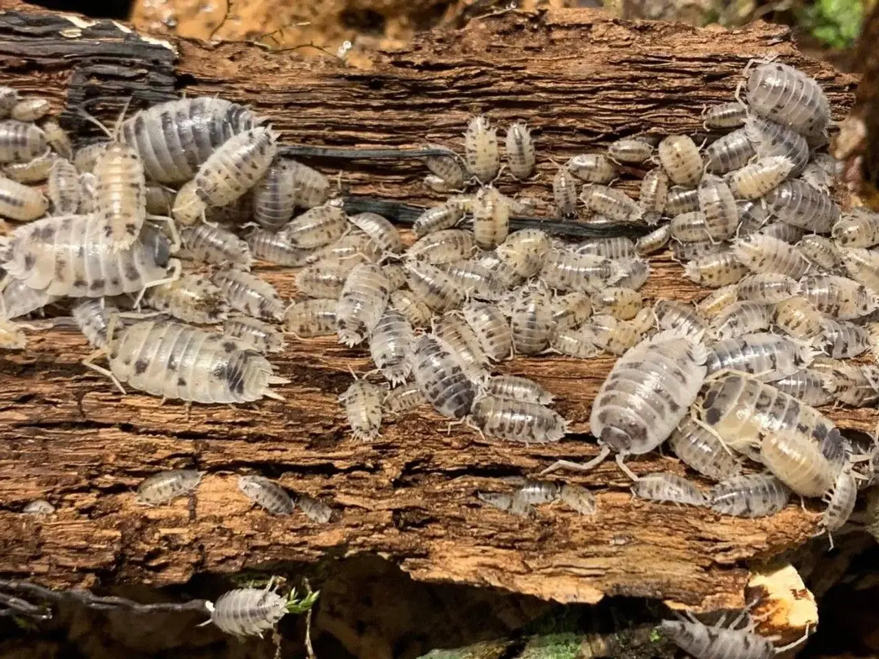 Billede 4 - Porcellio Laevis Dairy Cow sælges