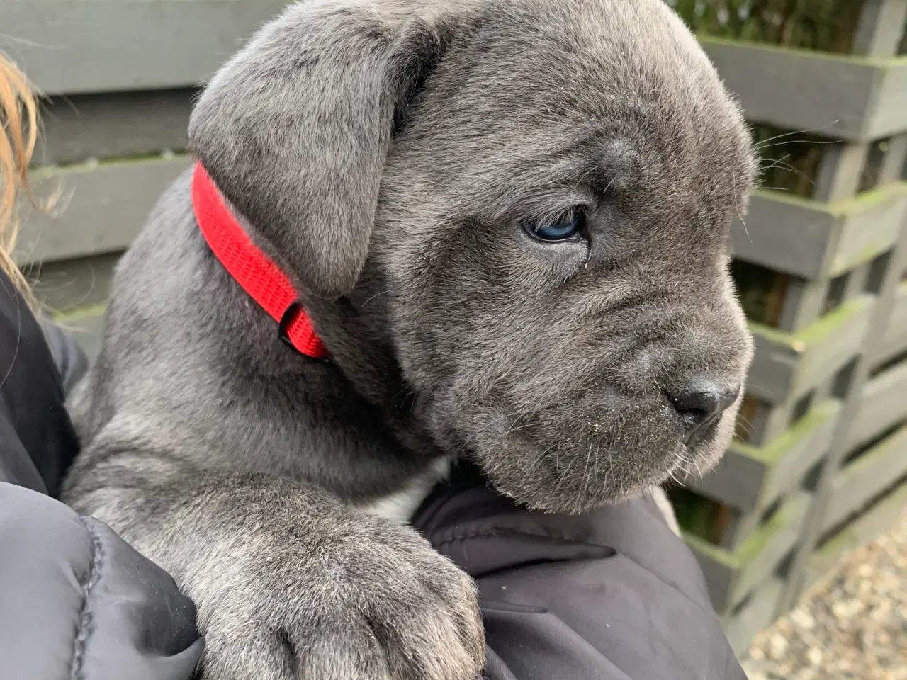 Billede 2 - Cane Corso Italiano hvalpe 