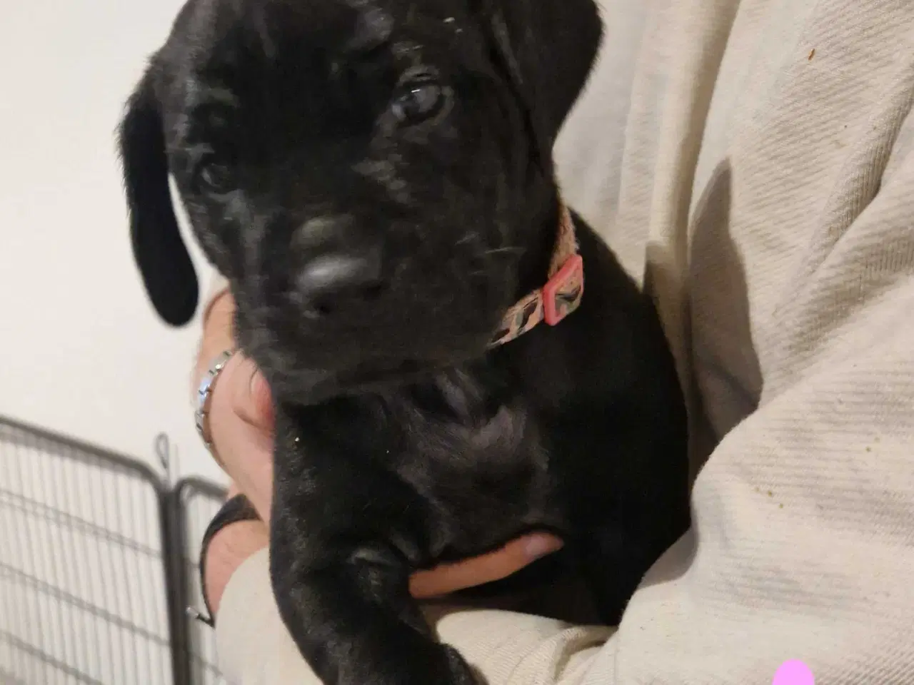 Billede 3 - Dejlige familie blandings basser 