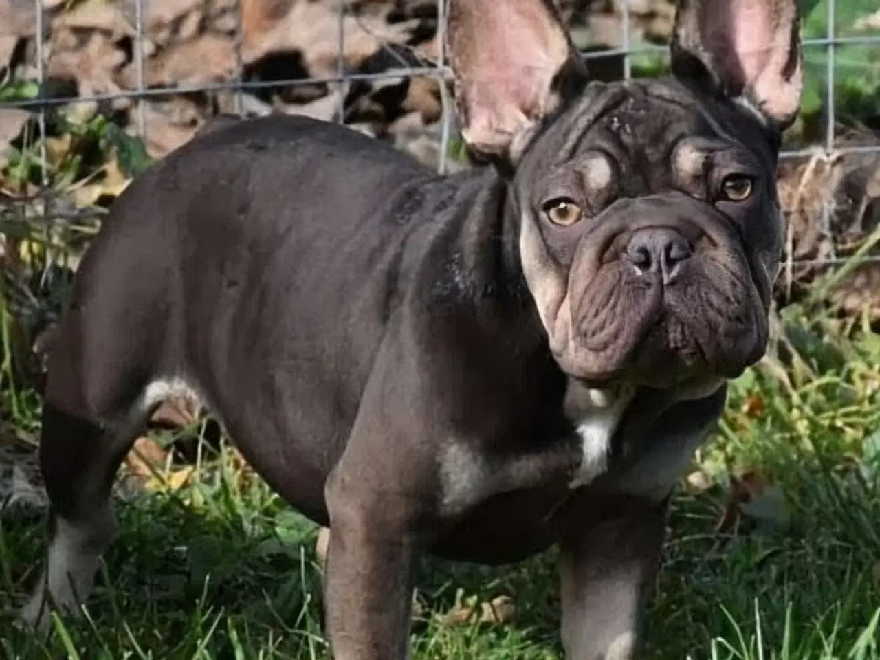 Billede 3 - Fransk Velvet bulldog. NEDSAT!