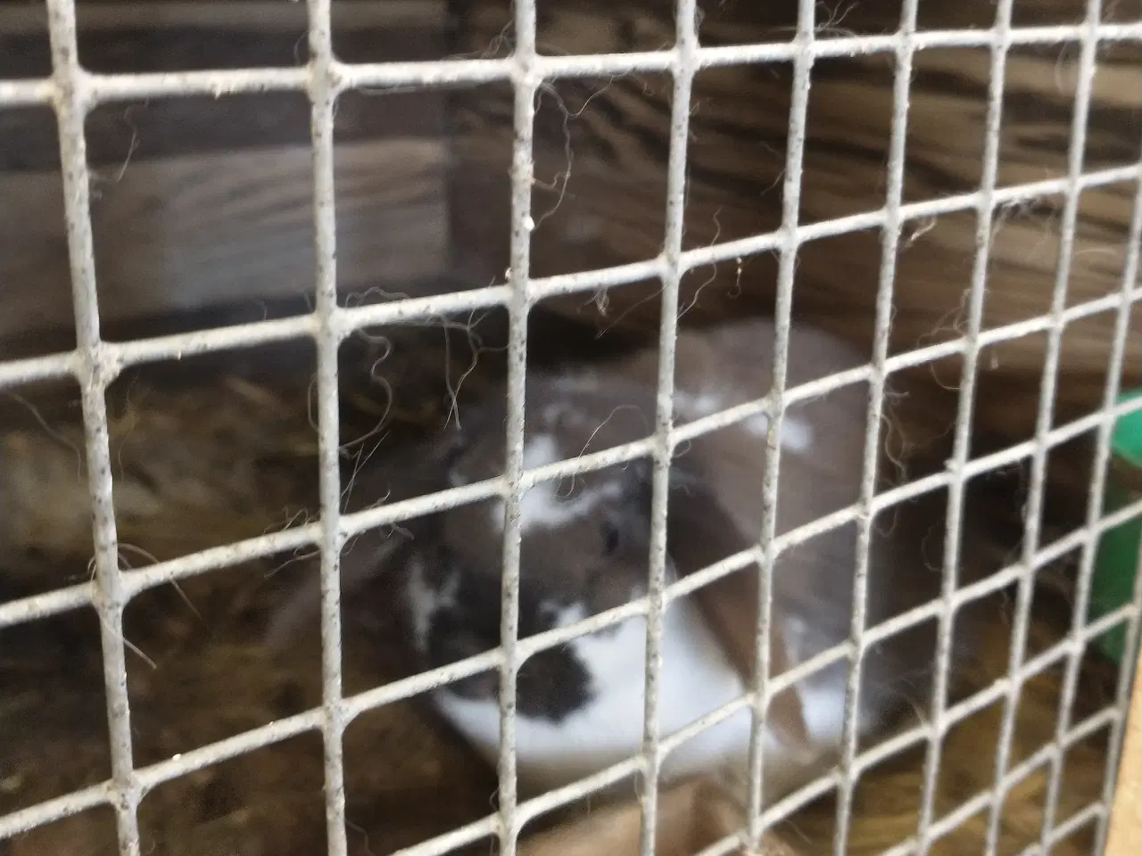 Billede 3 - Avls kaniner 
