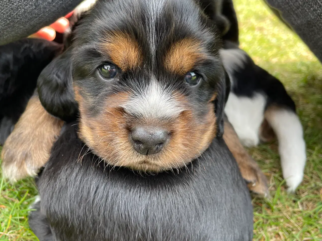 Billede 7 - Cocker Spaniel hvalpe klar til salg 18/5